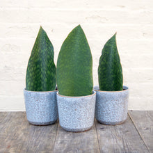 Load image into Gallery viewer, Sansevieria Masoniana &#39;Victoria&#39; (Whale Fin)
