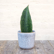 Load image into Gallery viewer, Sansevieria Masoniana &#39;Victoria&#39; (Whale Fin)
