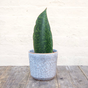Sansevieria Masoniana 'Victoria' (Whale Fin)