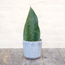 Load image into Gallery viewer, Sansevieria Masoniana &#39;Victoria&#39; (Whale Fin)
