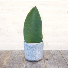 Load image into Gallery viewer, Sansevieria Masoniana &#39;Victoria&#39; (Whale Fin)

