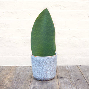 Sansevieria Masoniana 'Victoria' (Whale Fin)