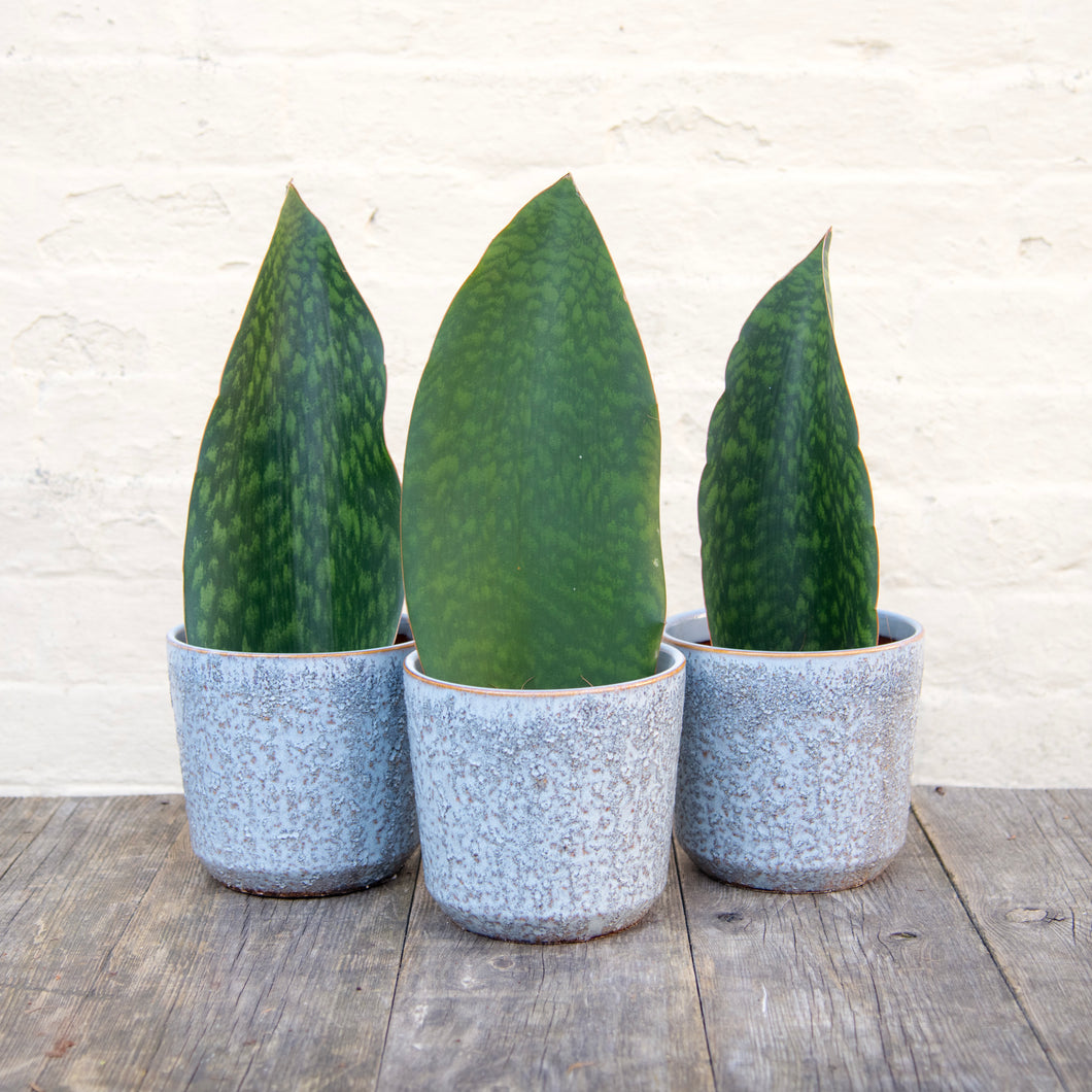 Sansevieria Masoniana 'Victoria' (Whale Fin)