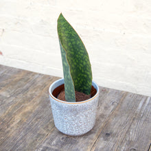 Load image into Gallery viewer, Sansevieria Masoniana &#39;Victoria&#39; (Whale Fin)
