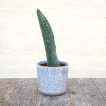 Load image into Gallery viewer, Sansevieria Masoniana &#39;Victoria&#39; (Whale Fin)
