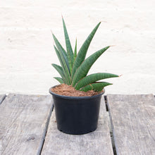 Load image into Gallery viewer, Sansevieria Helios
