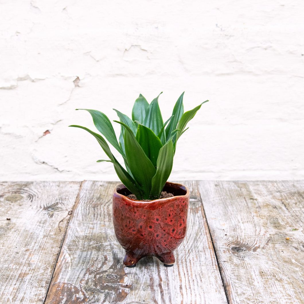 Baby Dracaena Fragrans Compacta