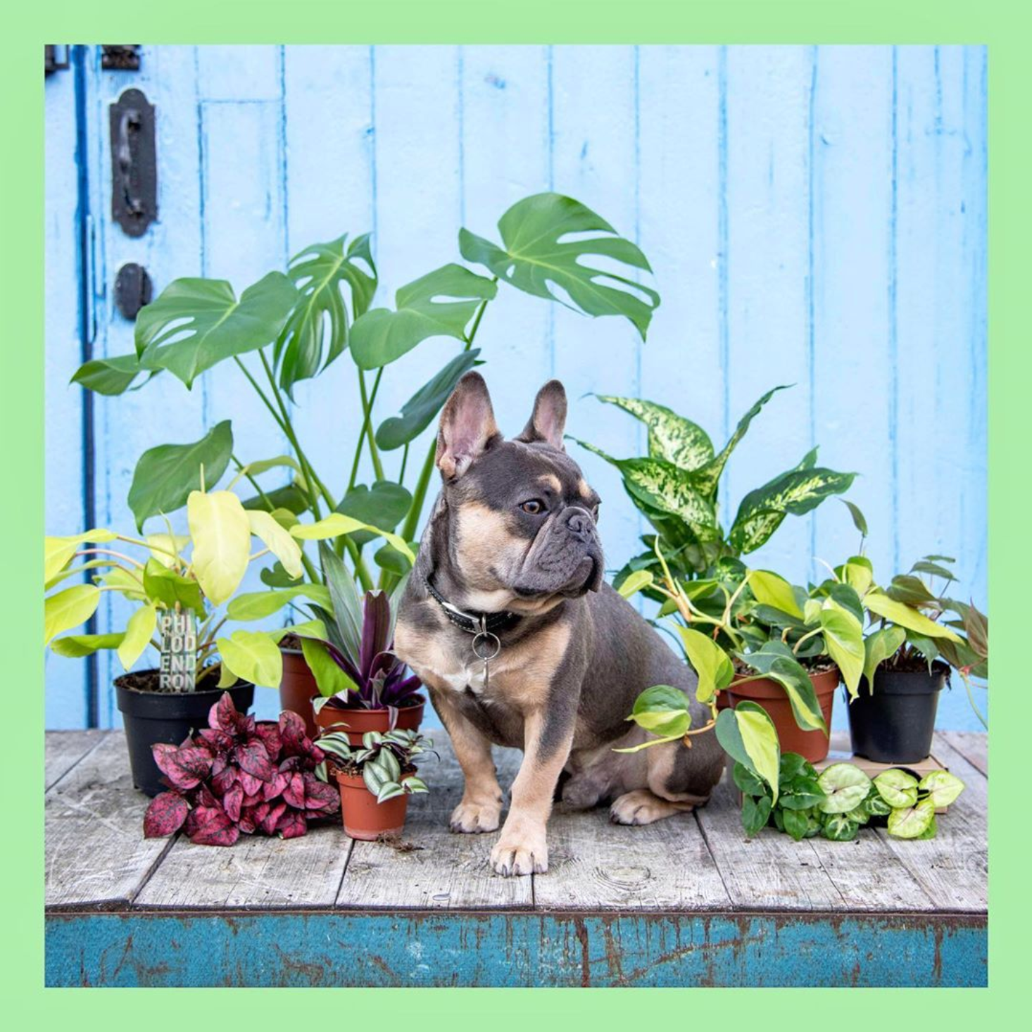 Calathea | Plant Care Guides | Moose Plant Shop