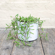 Load image into Gallery viewer, Senecio Herreianus ‘Purple Flush’
