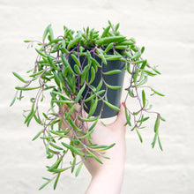 Load image into Gallery viewer, Senecio Herreianus ‘Purple Flush’

