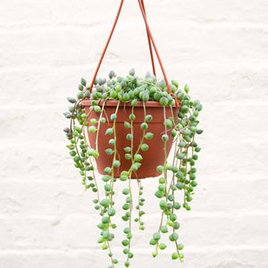 Senecio Herreianus 'String of Pearls' Hanging Pot