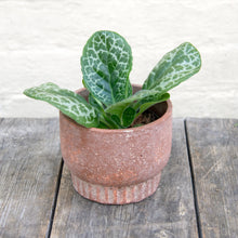 Load image into Gallery viewer, Streptocarpus &#39;Pretty Turtle&#39;
