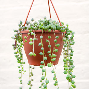 Senecio Herreianus 'String of Pearls' Hanging Pot