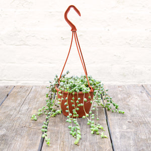 Senecio Herreianus 'String of Pearls' Hanging Pot
