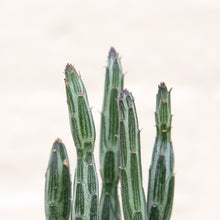 Load image into Gallery viewer, Senecio Stapeliiformis 'Pickle Plant'
