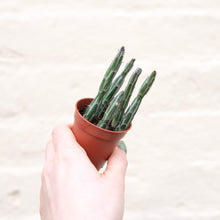 Load image into Gallery viewer, Senecio Stapeliiformis 'Pickle Plant'
