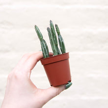 Load image into Gallery viewer, Senecio Stapeliiformis 'Pickle Plant'
