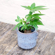 Load image into Gallery viewer, Pachira Aquatica 'Money Tree'

