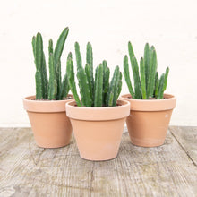 Load image into Gallery viewer, Stapelia Leendertziae 'Black Bells'
