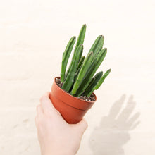 Load image into Gallery viewer, Stapelia Leendertziae 'Black Bells'
