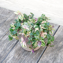 Load image into Gallery viewer, Tradescantia Fluminensis Tricolor &#39;Silver Inch Plant&#39;
