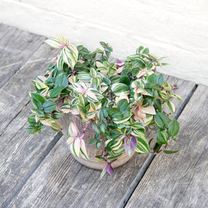 Tradescantia Fluminensis Tricolor 'Silver Inch Plant'