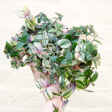 Load image into Gallery viewer, Tradescantia Fluminensis Tricolor &#39;Silver Inch Plant&#39;
