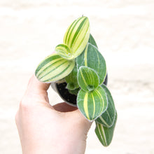 Load image into Gallery viewer, Tradescantia Sillamontana Variegated
