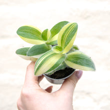 Load image into Gallery viewer, Tradescantia Sillamontana Variegated
