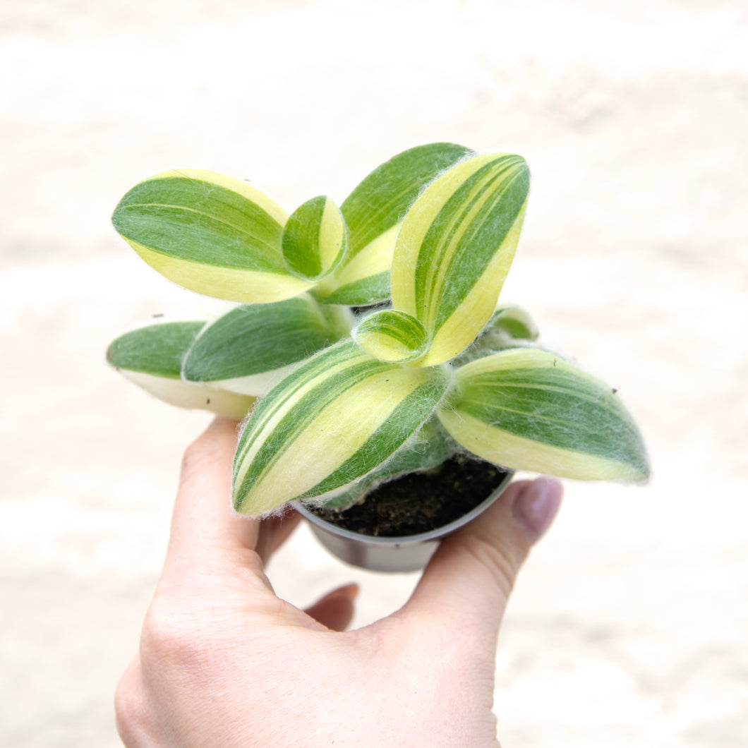 Tradescantia Sillamontana Variegated