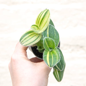 Tradescantia Sillamontana Variegated