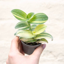 Load image into Gallery viewer, Tradescantia Sillamontana Variegated
