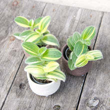 Load image into Gallery viewer, Tradescantia Sillamontana Variegated
