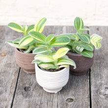 Load image into Gallery viewer, Tradescantia Sillamontana Variegated
