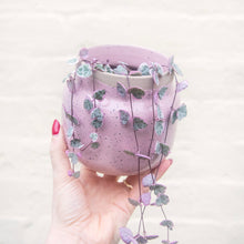 Load image into Gallery viewer, Valentine's Houseplant Bundle 💕
