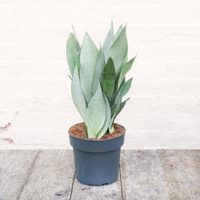 Load image into Gallery viewer, XL Sansevieria Trifasciata &#39;Snake Plant&#39; Moonshine
