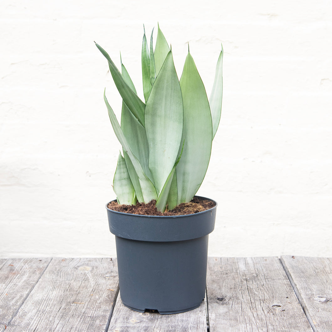 XL Sansevieria Trifasciata 'Snake Plant' Moonshine