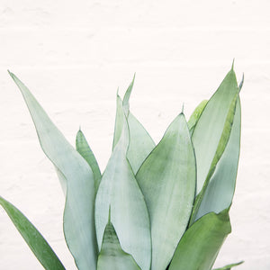 XL Sansevieria Trifasciata 'Snake Plant' Moonshine
