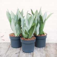 Load image into Gallery viewer, XL Sansevieria Trifasciata &#39;Snake Plant&#39; Moonshine
