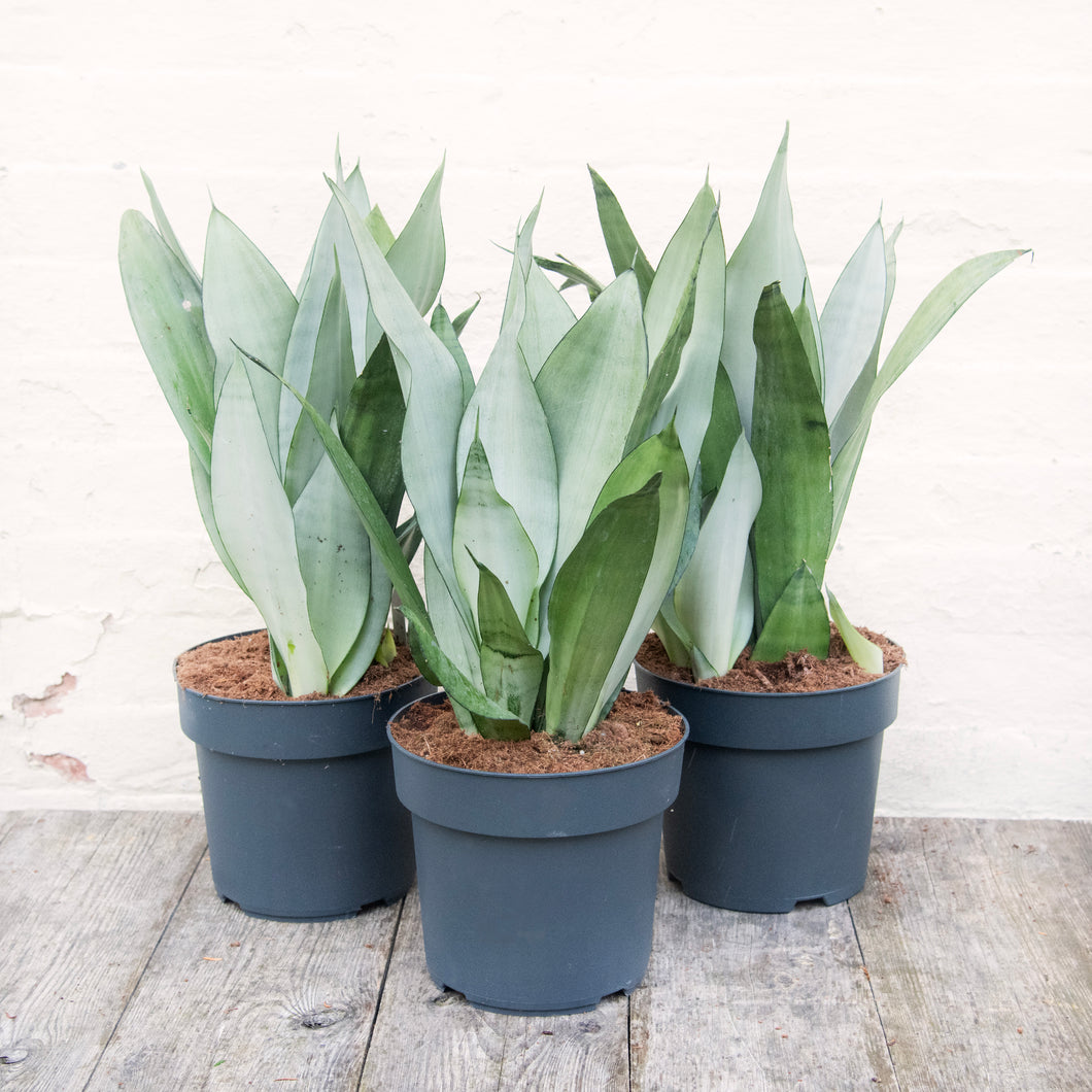 XL Sansevieria Trifasciata 'Snake Plant' Moonshine