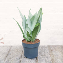 Load image into Gallery viewer, XL Sansevieria Trifasciata &#39;Snake Plant&#39; Moonshine
