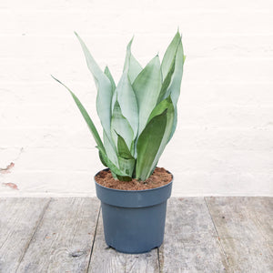 XL Sansevieria Trifasciata 'Snake Plant' Moonshine