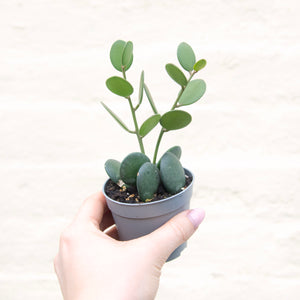 Xerosicyos Danguyi 'Nickel Plant'