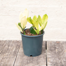 Load image into Gallery viewer, Zamioculcas Zamifolia 'Chameleon'
