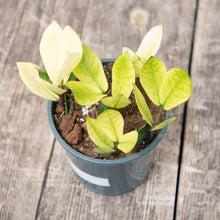 Load image into Gallery viewer, Zamioculcas Zamifolia 'Chameleon'
