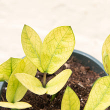 Load image into Gallery viewer, Zamioculcas Zamifolia 'Chameleon'
