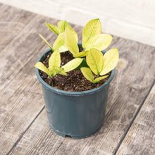 Load image into Gallery viewer, Zamioculcas Zamifolia 'Chameleon'
