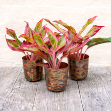 Load image into Gallery viewer, Aglaonema &#39;Crete&#39; (Chinese Evergreen)
