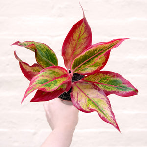 Aglaonema 'Crete' (Chinese Evergreen)