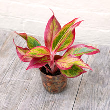Load image into Gallery viewer, Aglaonema &#39;Crete&#39; (Chinese Evergreen)
